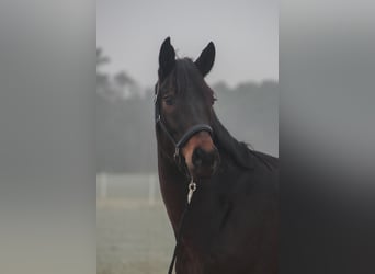 Caballo de deporte alemán, Caballo castrado, 4 años, 170 cm, Castaño