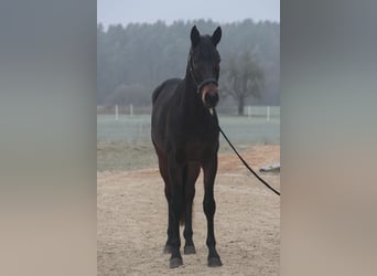 Caballo de deporte alemán, Caballo castrado, 4 años, 170 cm, Castaño