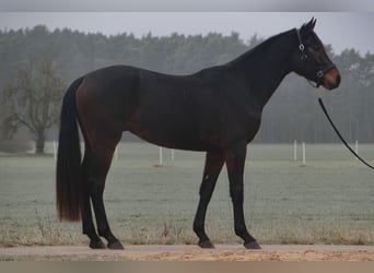 Caballo de deporte alemán, Caballo castrado, 4 años, 170 cm, Castaño