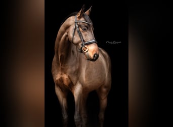 Caballo de deporte alemán, Caballo castrado, 4 años, 170 cm, Castaño