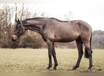 Caballo de deporte alemán, Caballo castrado, 4 años, 170 cm, Castaño