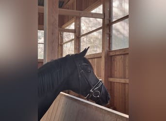 Caballo de deporte alemán, Caballo castrado, 4 años, 170 cm, Castaño oscuro