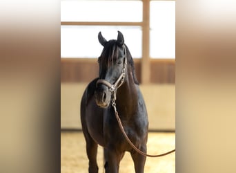 Caballo de deporte alemán, Caballo castrado, 4 años, 170 cm, Castaño oscuro