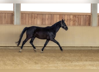 Caballo de deporte alemán, Caballo castrado, 4 años, 170 cm, Castaño oscuro