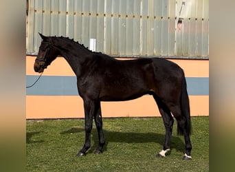 Caballo de deporte alemán, Caballo castrado, 4 años, 170 cm, Castaño oscuro