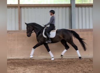 Caballo de deporte alemán, Caballo castrado, 4 años, 170 cm, Castaño oscuro