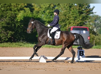 Caballo de deporte alemán, Caballo castrado, 4 años, 170 cm, Castaño oscuro