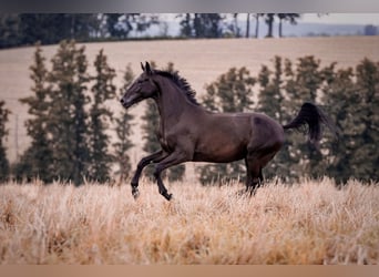 Caballo de deporte alemán, Caballo castrado, 4 años, 170 cm, Morcillo