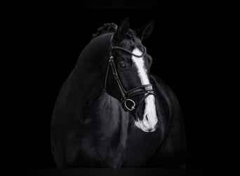 Caballo de deporte alemán, Caballo castrado, 4 años, 170 cm, Negro