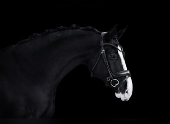 Caballo de deporte alemán, Caballo castrado, 4 años, 170 cm, Negro