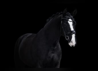 Caballo de deporte alemán, Caballo castrado, 4 años, 170 cm, Negro