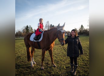 Caballo de deporte alemán, Caballo castrado, 4 años, 171 cm, Alazán