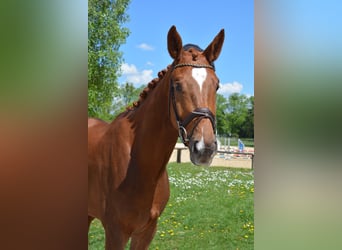 Caballo de deporte alemán, Caballo castrado, 4 años, 171 cm, Alazán-tostado