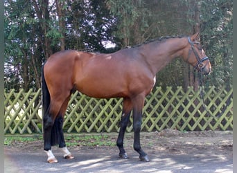 Caballo de deporte alemán, Caballo castrado, 4 años, 171 cm