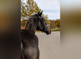 Caballo de deporte alemán, Caballo castrado, 4 años, 171 cm, Castaño oscuro