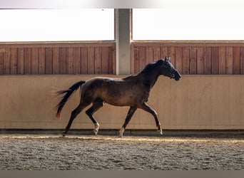 Caballo de deporte alemán, Caballo castrado, 4 años, 171 cm, Morcillo