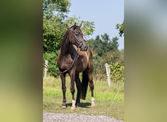 Caballo de deporte alemán, Caballo castrado, 4 años, 171 cm, Morcillo