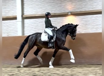 Caballo de deporte alemán, Caballo castrado, 4 años, 171 cm, Morcillo