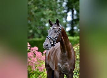 Caballo de deporte alemán, Caballo castrado, 4 años, 171 cm, Negro