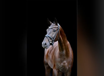 Caballo de deporte alemán, Caballo castrado, 4 años, 171 cm, Negro