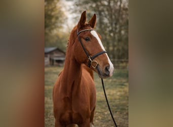 Caballo de deporte alemán, Caballo castrado, 4 años, 172 cm, Alazán
