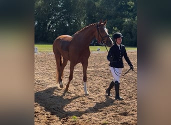 Caballo de deporte alemán, Caballo castrado, 4 años, 172 cm, Alazán