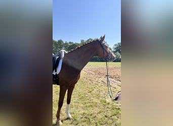 Caballo de deporte alemán, Caballo castrado, 4 años, 172 cm, Alazán