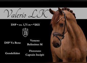 Caballo de deporte alemán, Caballo castrado, 4 años, 172 cm, Alazán