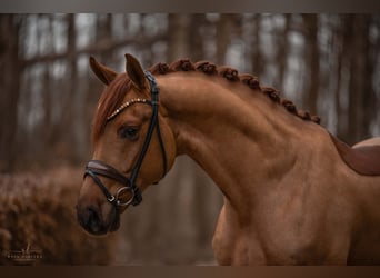 Caballo de deporte alemán, Caballo castrado, 4 años, 172 cm, Alazán