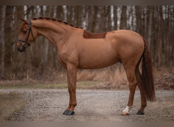 Caballo de deporte alemán, Caballo castrado, 4 años, 172 cm, Alazán