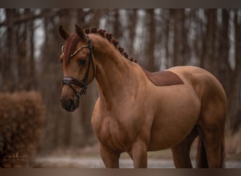 Caballo de deporte alemán, Caballo castrado, 4 años, 172 cm, Alazán