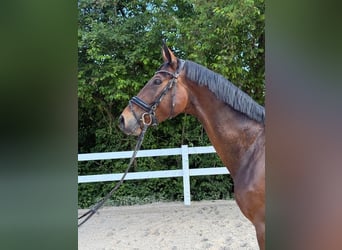 Caballo de deporte alemán, Caballo castrado, 4 años, 172 cm, Castaño