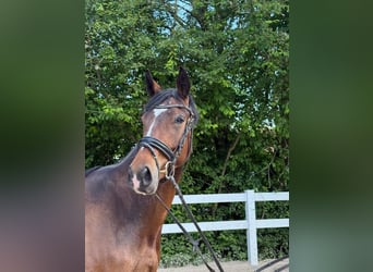 Caballo de deporte alemán, Caballo castrado, 4 años, 172 cm, Castaño