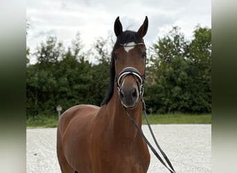 Caballo de deporte alemán, Caballo castrado, 4 años, 172 cm, Castaño