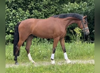 Caballo de deporte alemán, Caballo castrado, 4 años, 172 cm, Castaño