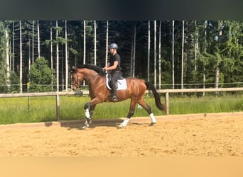 Caballo de deporte alemán, Caballo castrado, 4 años, 172 cm, Castaño