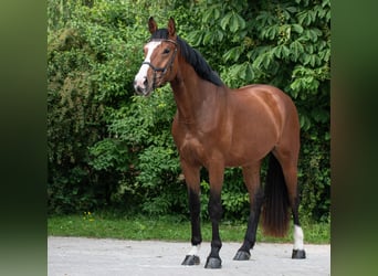 Caballo de deporte alemán, Caballo castrado, 4 años, 172 cm, Castaño