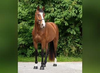 Caballo de deporte alemán, Caballo castrado, 4 años, 172 cm, Castaño