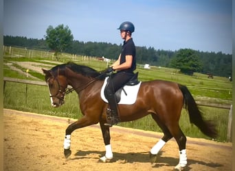Caballo de deporte alemán, Caballo castrado, 4 años, 172 cm, Castaño