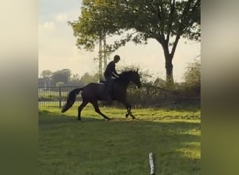 Caballo de deporte alemán, Caballo castrado, 4 años, 172 cm, Castaño
