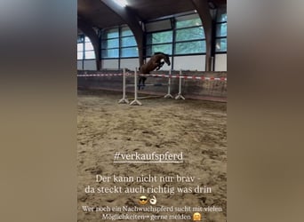 Caballo de deporte alemán, Caballo castrado, 4 años, 172 cm, Castaño
