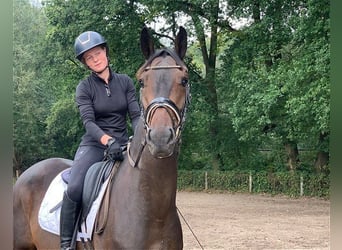 Caballo de deporte alemán, Caballo castrado, 4 años, 172 cm, Castaño oscuro