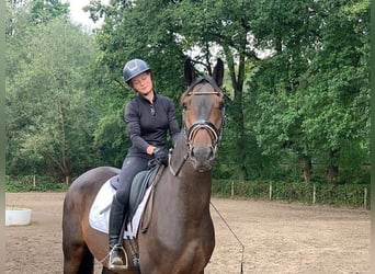 Caballo de deporte alemán, Caballo castrado, 4 años, 172 cm, Castaño oscuro