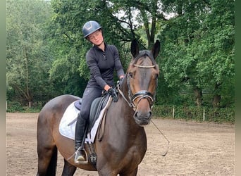 Caballo de deporte alemán, Caballo castrado, 4 años, 172 cm, Castaño oscuro