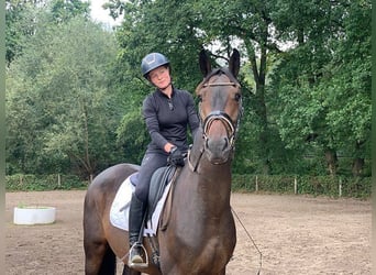 Caballo de deporte alemán, Caballo castrado, 4 años, 172 cm, Castaño oscuro