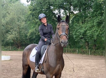 Caballo de deporte alemán, Caballo castrado, 4 años, 172 cm, Castaño oscuro