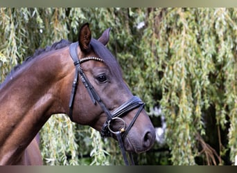 Caballo de deporte alemán, Caballo castrado, 4 años, 172 cm, Castaño oscuro