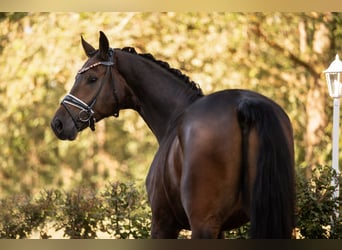 Caballo de deporte alemán, Caballo castrado, 4 años, 172 cm, Castaño oscuro