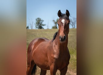 Caballo de deporte alemán, Caballo castrado, 4 años, 172 cm, Castaño oscuro