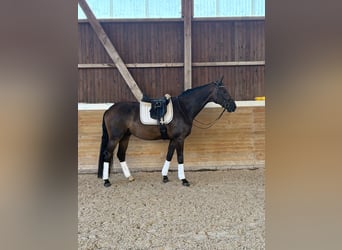 Caballo de deporte alemán, Caballo castrado, 4 años, 172 cm, Morcillo